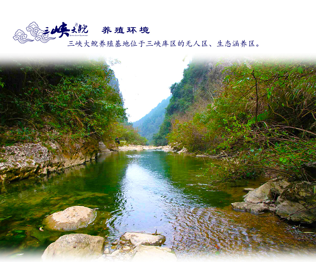 大鯢詳情頁(yè)_01.jpg
