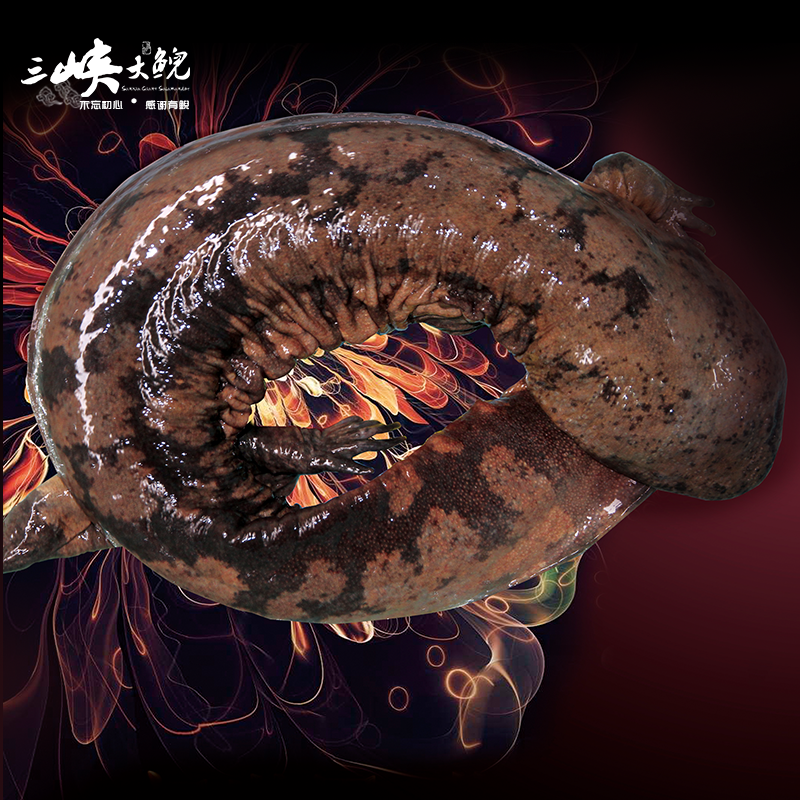 【有機(jī)認(rèn)證】長生走魚來自三峽庫區(qū)無人區(qū)和涵養(yǎng)區(qū)（長生灣年產(chǎn)60萬尾，長生淀年產(chǎn)60萬尾）