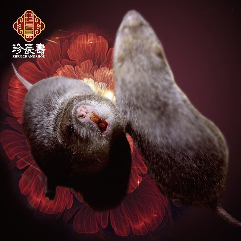 【有機(jī)認(rèn)證】只吃竹子，不是鼠的“鼠”（長生淀基地年產(chǎn)10萬只）