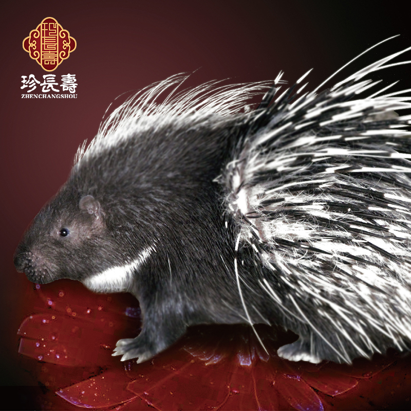 【有機(jī)認(rèn)證】周身是寶，不是豬的“豬”（長生淀基地年產(chǎn)量1萬頭）